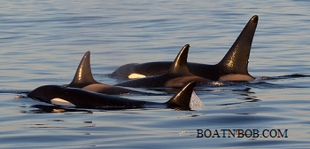British  Columbia Boating License Whale Watching